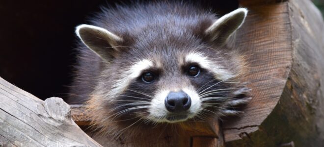 Y a-t-il une invasion de ratons laveurs en France ?