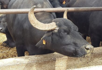 Mozzarella di bufala : derrière le succès, la maltraitance animale