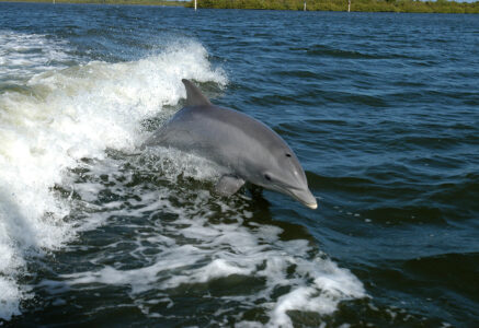 Au large de Rome, des centaines de grands dauphins abîmés par l’activité humaine