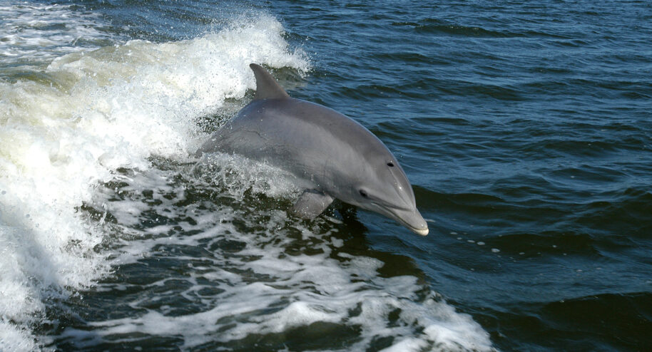 Au large de Rome, des grands dauphins abîmés par l'activité humaine - Crédits photo : NASA