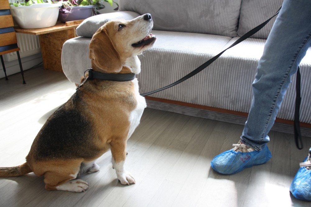 Watson, le chien renifleur de punaises de lit. Crédit : E.B / La Bouscule