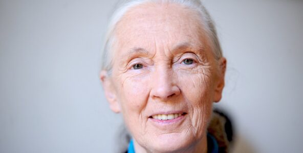Jane Goodall : sa vie au service des chimpanzés