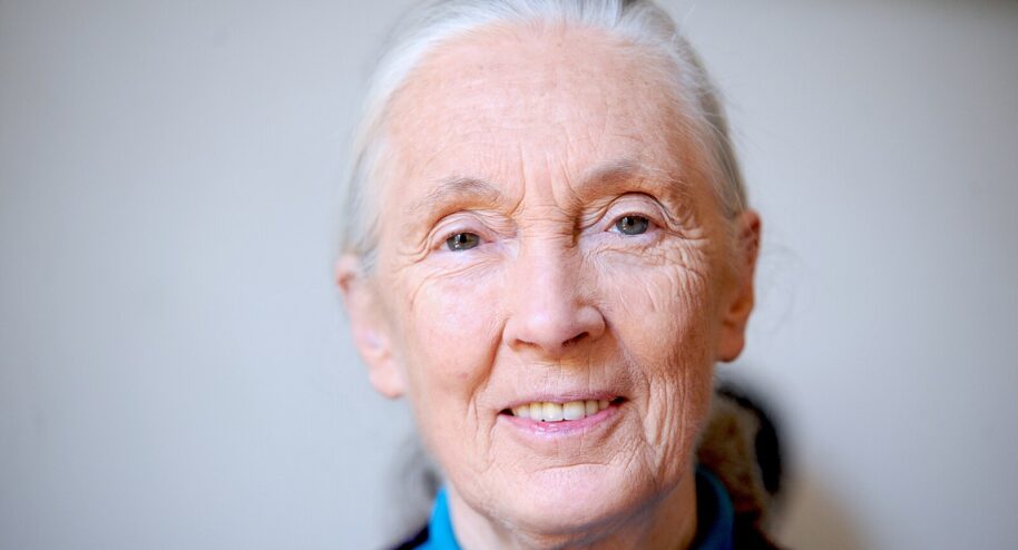 Jane Goodall, spécialiste des chimpanzés, à Paris en 2010 - Photo : Nicolas Richoffer, CC BY-SA 4.0
