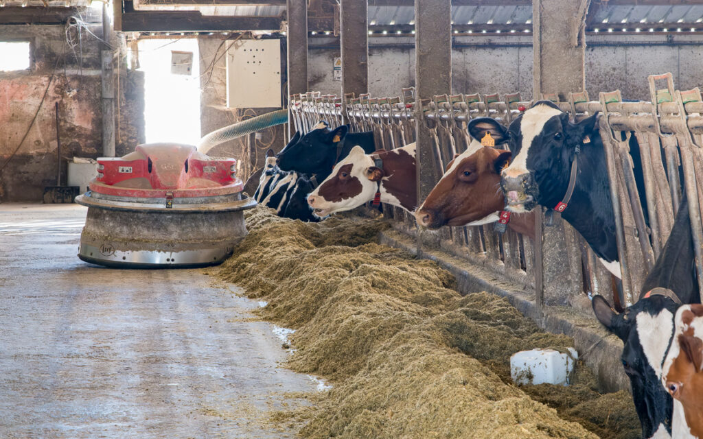 Un robot nettoie les sols pendant que les vaches mangent la production de la ferme.