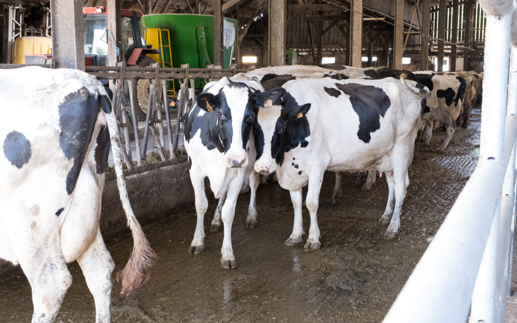 Les vaches peuvent entrer ou sortir comme elles le souhaitent ©La Bouscule - ©L. Montuclard