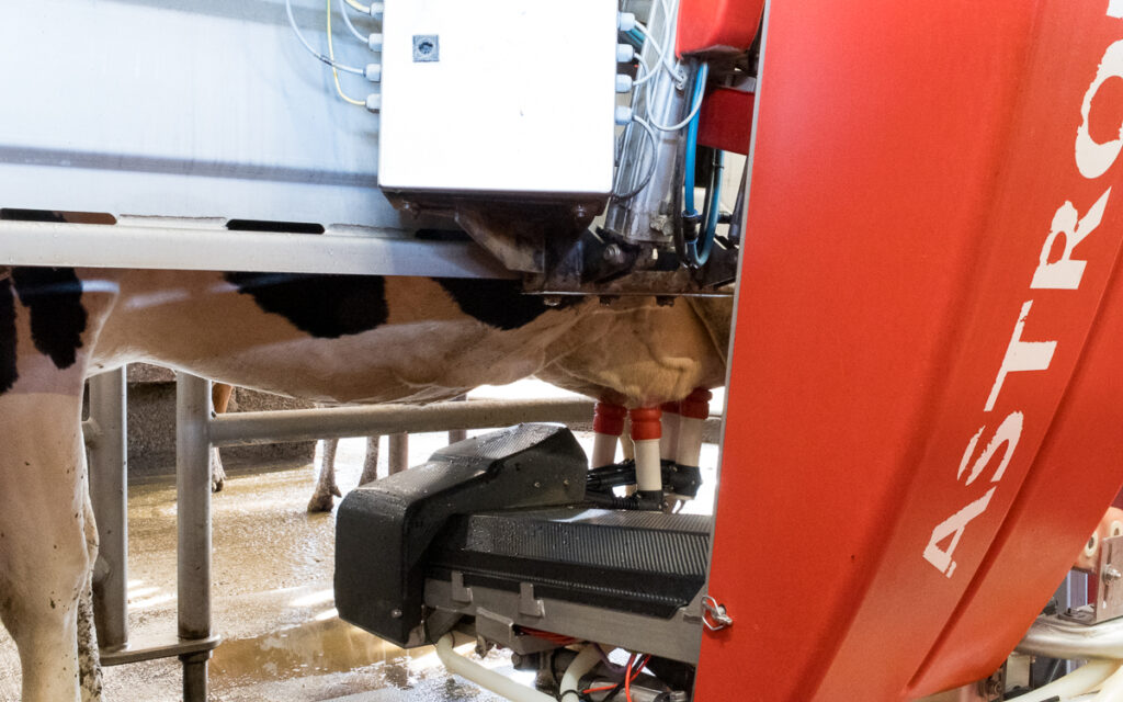 Ce sont les vaches qui choisissent le moment de la traite. Elles se placent elles-même devant le robot de traite.