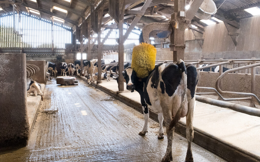 Les vaches aiment beaucoup se faire gratter. Elles sont également très curieuses. Damien dit que ce sont de gros "nounours".