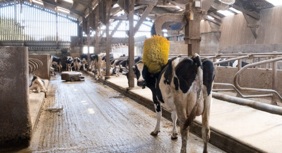 Ici, les vaches sont libres !