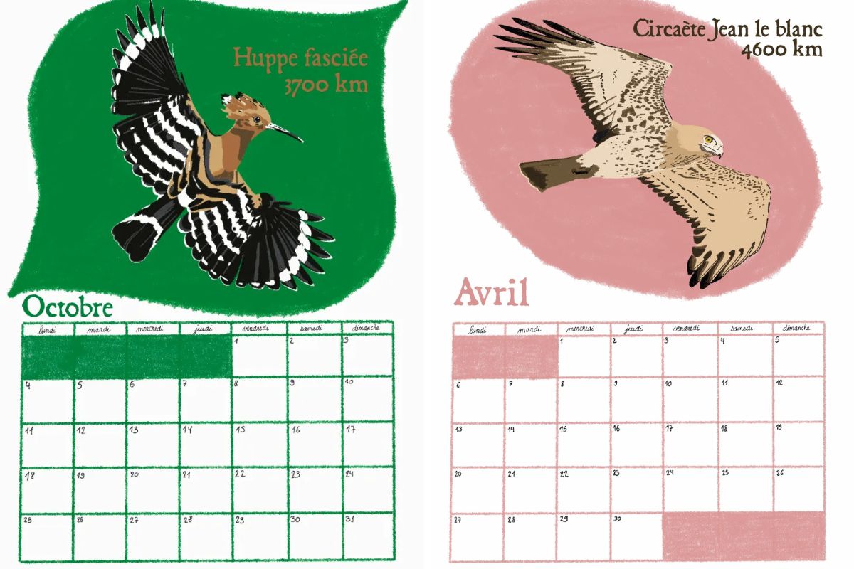 Le calendrier de Rizzo Boring