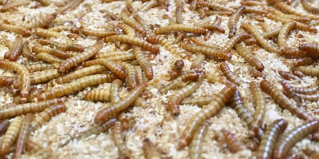 Les filières de l'élevage d'insectes rencontre des difficultés en France. Crédits Invers