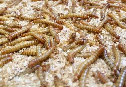 L’élevage d’insectes a du plomb dans l’aile