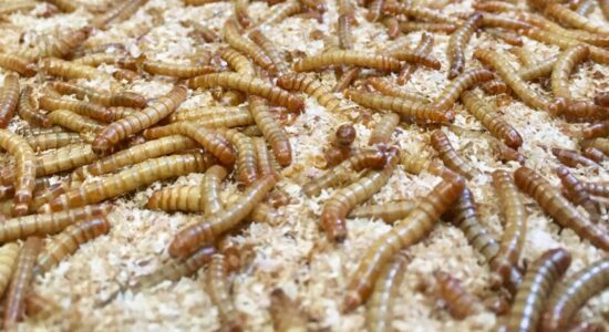L’élevage d’insectes a du plomb dans l’aile