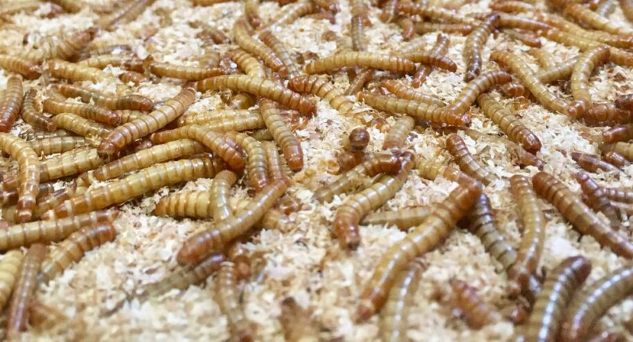 Les filières de l'élevage d'insectes rencontre des difficultés en France. Crédits Invers