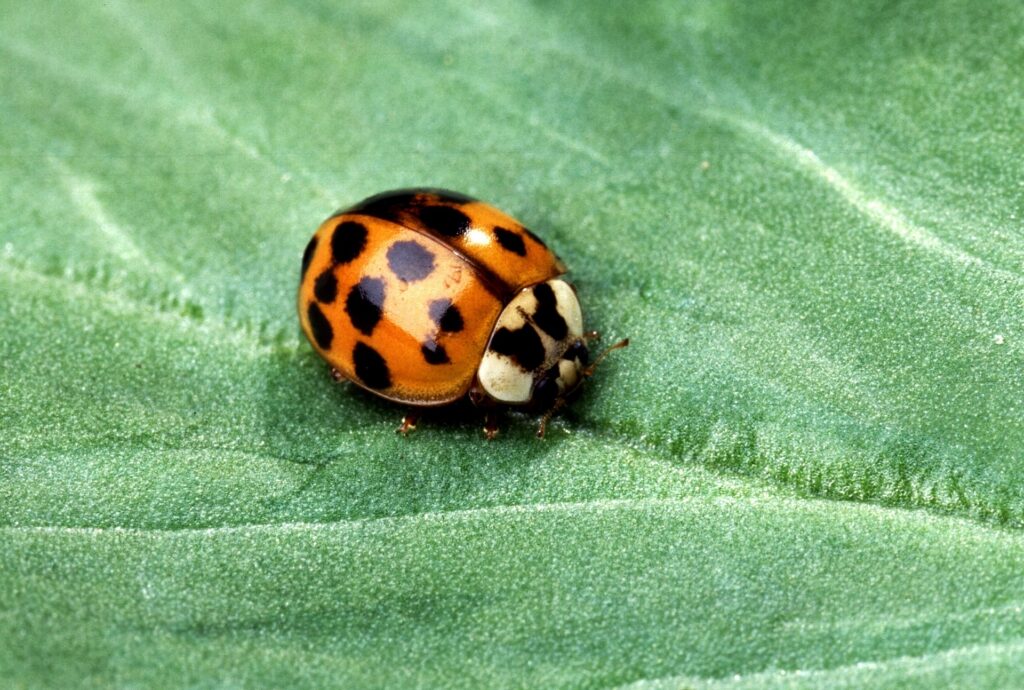Une coccinelle. Crédit : public domain pictures