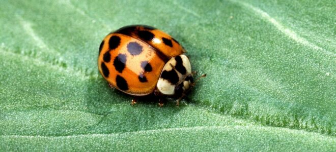 Les insectes hibernent-ils une fois le froid venu ?