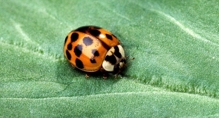Une coccinelle. Crédit : public domain pictures