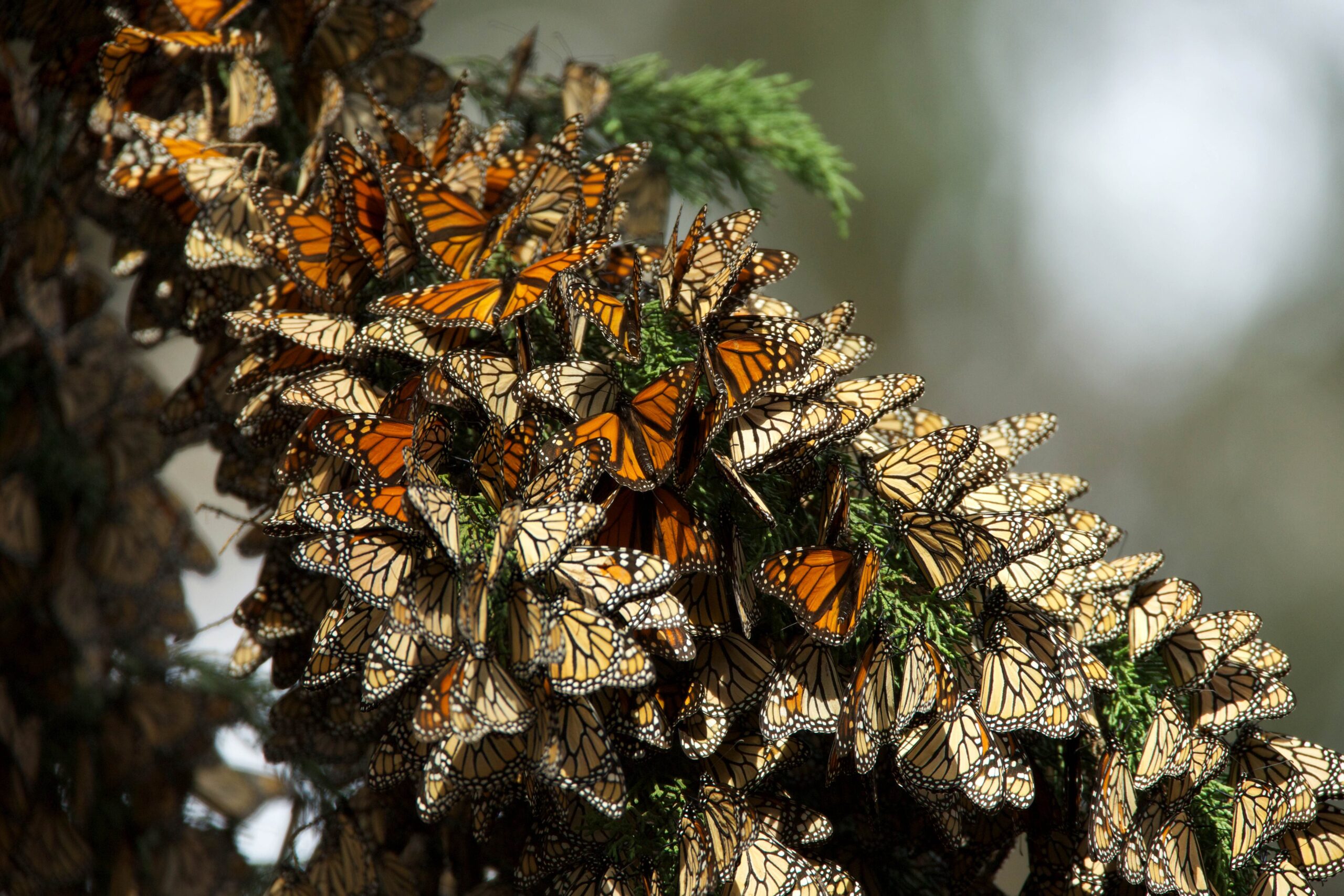 Les papillons monarques passent l'hiver dans le Sud. Crédit : Hagerty Ryan, USFWS de Pixnio