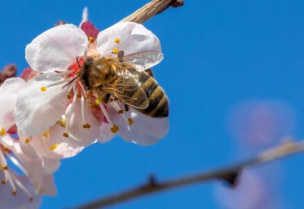 Pollinis : des voix citoyennes pour défendre les insectes pollinisateurs