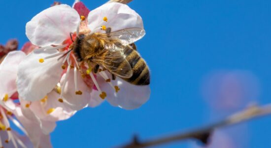 Connaissez-vous Pollinis ?