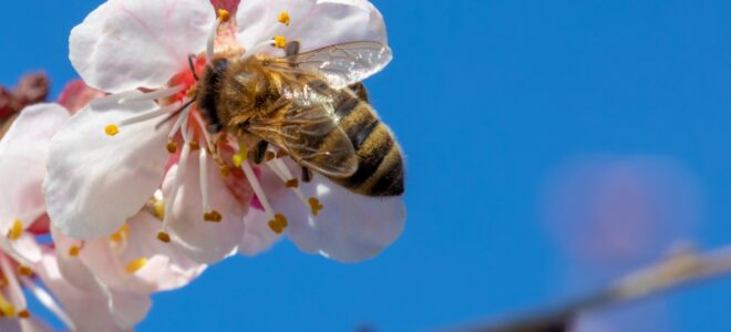 Pollinis : des voix citoyennes pour défendre les insectes pollinisateurs