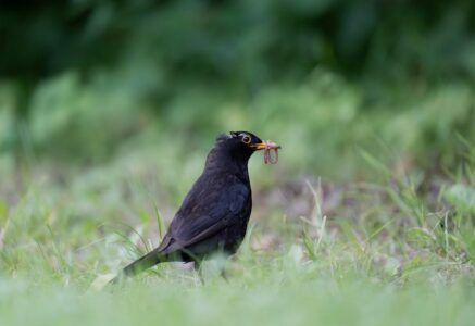 Hausse de 3% d&rsquo;oiseaux insectivores après l&rsquo;arrêt des néonicotinoïdes