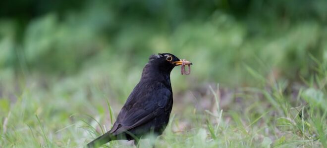 Hausse de 3% d&rsquo;oiseaux insectivores après l&rsquo;arrêt des néonicotinoïdes