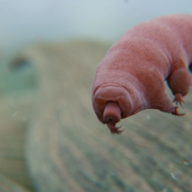 Un tardigrade. Flickr / PDM 1.0