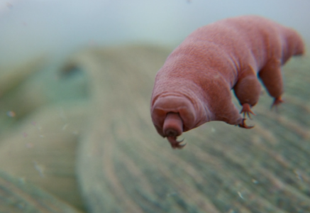 Le tardigrade, un « ourson d&rsquo;eau » increvable