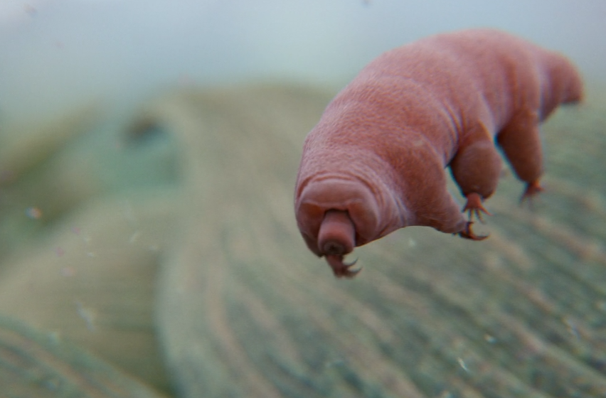 Un tardigrade. Flickr / PDM 1.0