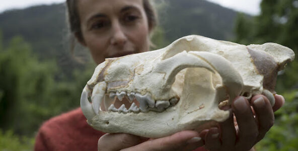 Cohabitation entre loup et homme  : l&rsquo;autrice Caroline Audibert raconte son enquête
