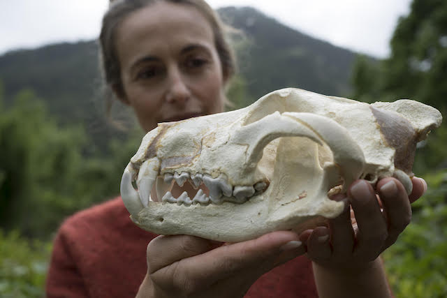 Cohabiter avec le loup. Caroline Audibert racontre son enquête. Crédit : Vincent Munier