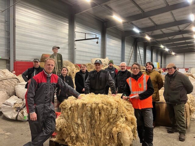 Mos-laine : un maire tisse une filière laine pour aider les agriculteurs. Crédit : Stéphane Ermann