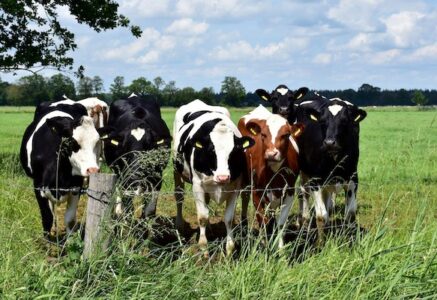 Élevage durable ? « Il n&rsquo;y a pas d&rsquo;agriculture durable sans élevage », Xavier Fernandez, de l&rsquo;Inrae.