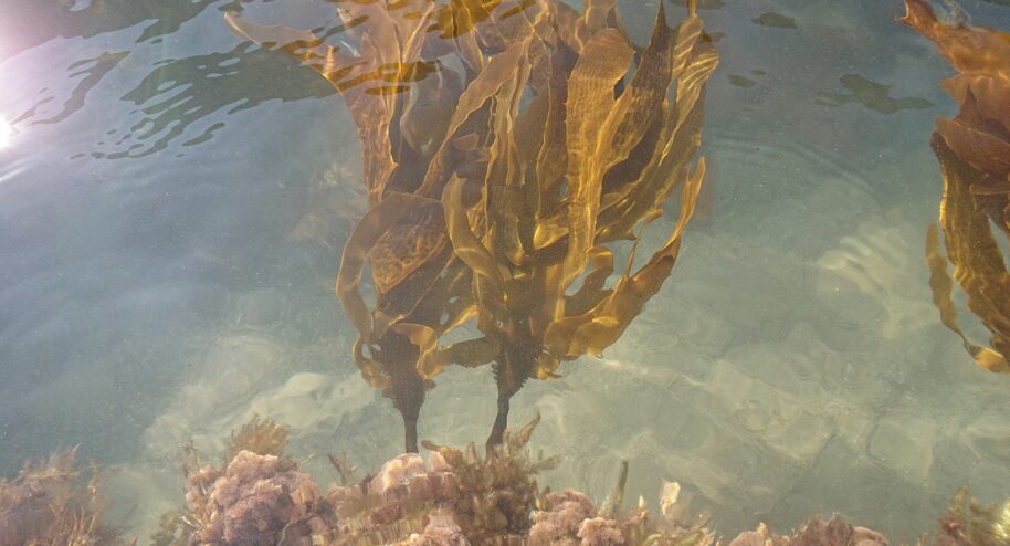 La France abrite l'un des plus grands champs d'algues d'Europe avec 300 espèces / crédits : Valiant Lambda