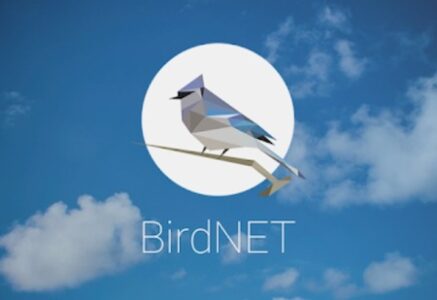 L&rsquo;appli BirdNET, pour découvrir les chants d’oiseaux en aidant la recherche