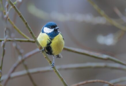 Qu&rsquo;est-ce que l&rsquo;ornithérapie ?