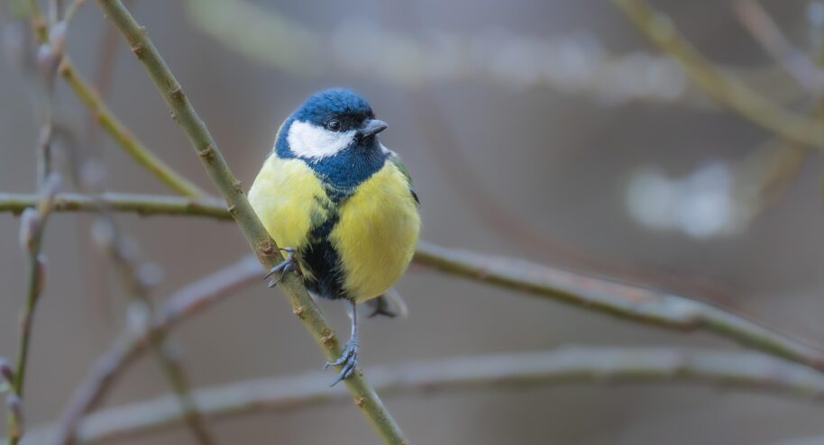 L'ornithérapie ? Que penser des bienfaits de l'écoute et de l'observation des oiseaux ? Mésange charbonnière | crédits : ChiemSeherin - Pixabay