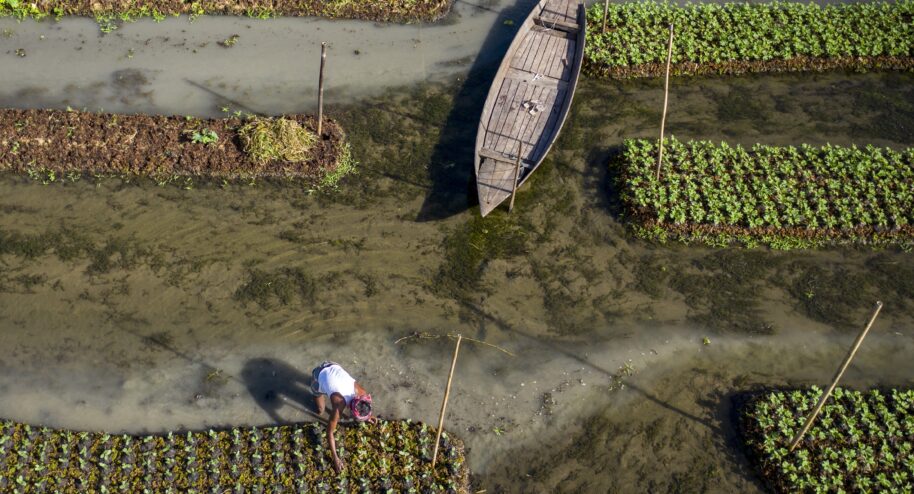 Le baïra a permis à des milliers de femmes au Bangladesh de faire face aux inondations et à la privatisation des terres - Azimronnie, Traditional floating vegetable garden, Kolardoania Union, Barisal, Bangladesh, Wikimedia Commons, CC BY 4.0