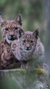 Mère lynx et son petit @ Antoine Lavorel Instagram