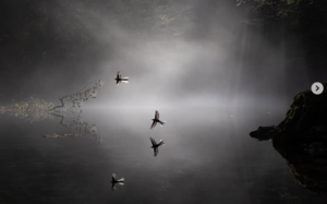 Vol de bergeronnettes @ Antoine-Lavorel Instagram Au dessus des eaux claires Grand prix du festival de Montier en der 2025