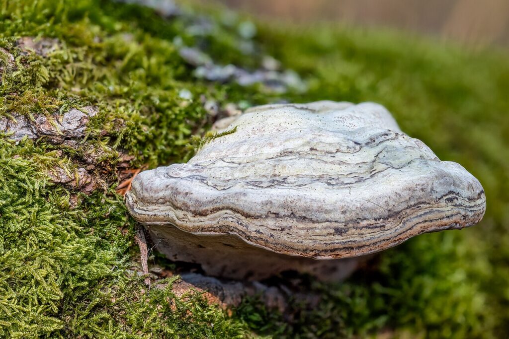 Voici un champignon qui s'appelle amadouvier. Sa chair, appelée amadou possède un drôle de secret ! © Achim Lammerts (Syntaxys) / Wikimedia Commons