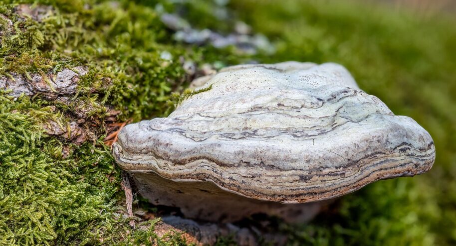 Voici un champignon qui s'appelle amadouvier. Sa chair, appelée amadou possède un drôle de secret ! © Achim Lammerts (Syntaxys) / Wikimedia Commons
