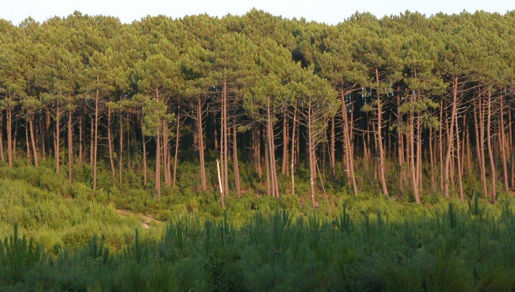 La forêt des Landes. Crédit : Larrousiney /CC BY-SA 3.0