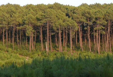 Un ver fait trembler la forêt des Landes