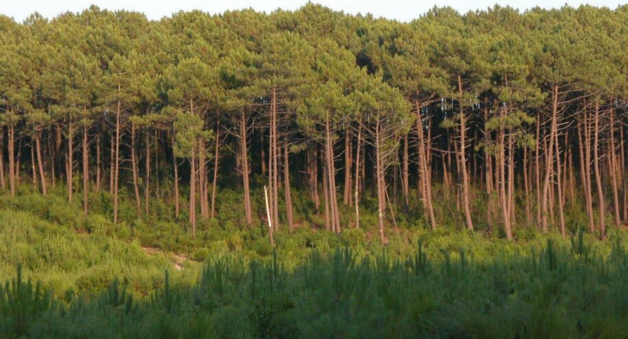 La forêt des Landes. Crédit : Larrousiney /CC BY-SA 3.0