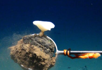 Qui veut la peau des grands fonds marins ?