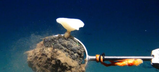 Qui veut la peau des grands fonds marins ?