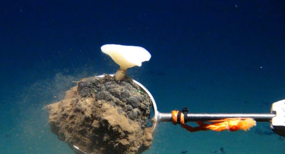 Les nodules de manganèse sont l'habitat de nombreuses formes de vie CC BY 4.0 ROV-Team, GEOMAR