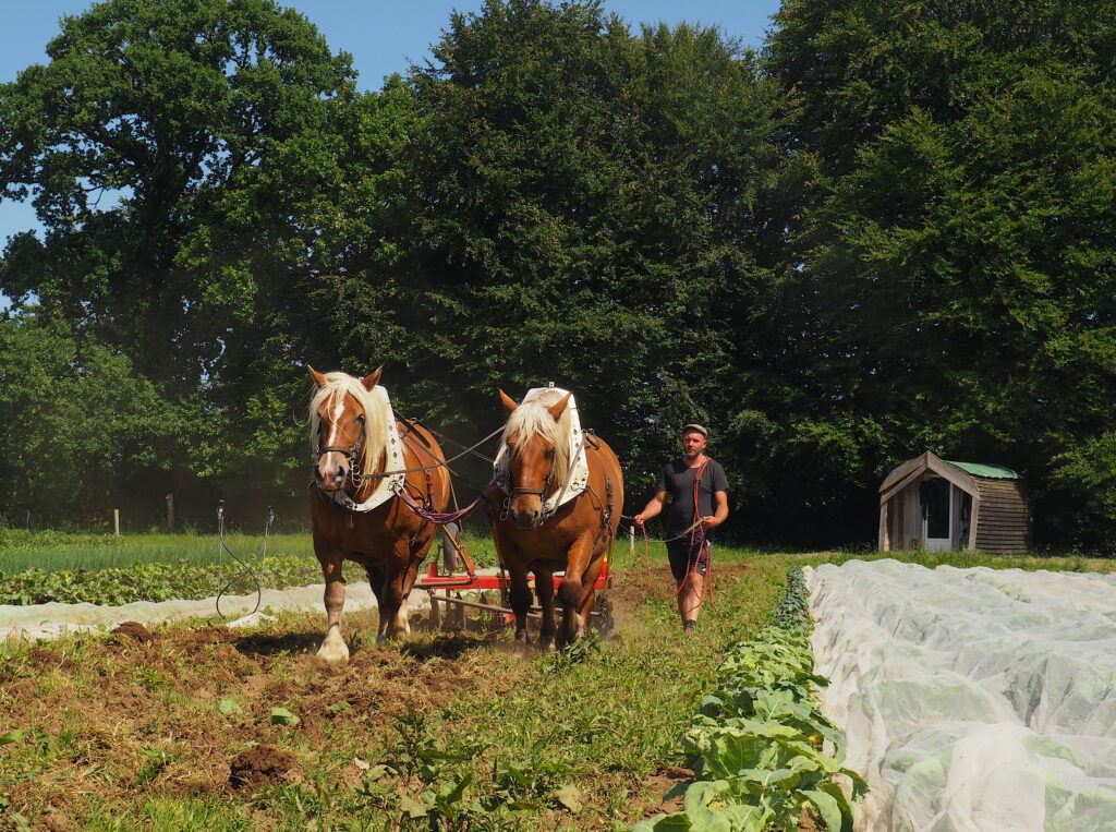 La Ménardière, une ferme paysanne, bio et en traction animale, qui fonctionne économiquement Reportage La Bouscule - Crédit : Pauline Fricot