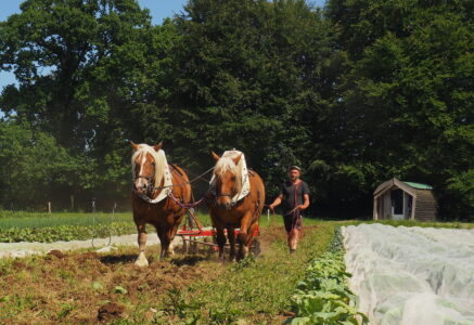 Reportage photo en Normandie, à La Ménardière, une ferme, en bio et traction animale, qui marche bien